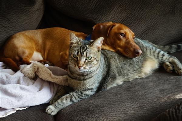 Walle and Eva