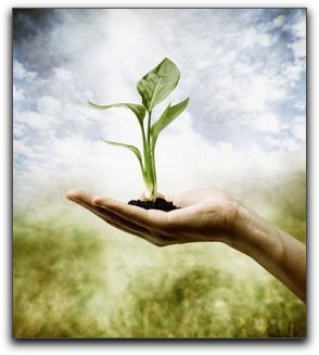 Plant in hand 